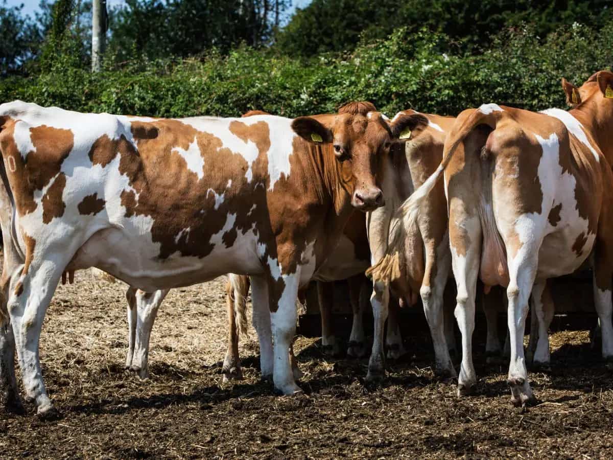 Emissioni, in Danimarca la prima tassa su mucche e maiali