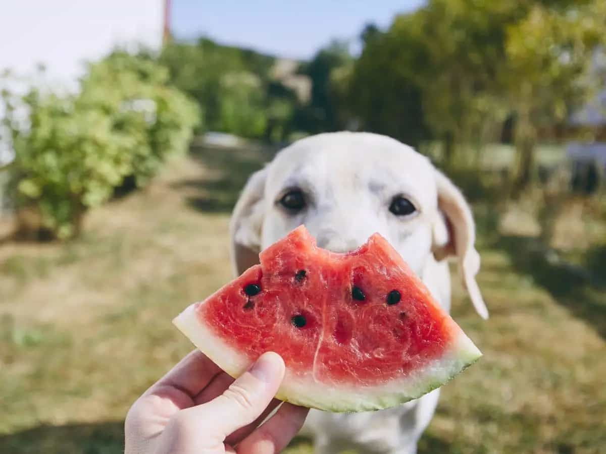 I cani possono mangiare l’anguria?