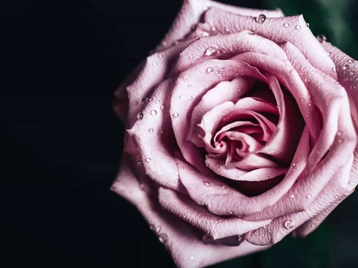 Le citazioni più belle sulle rose