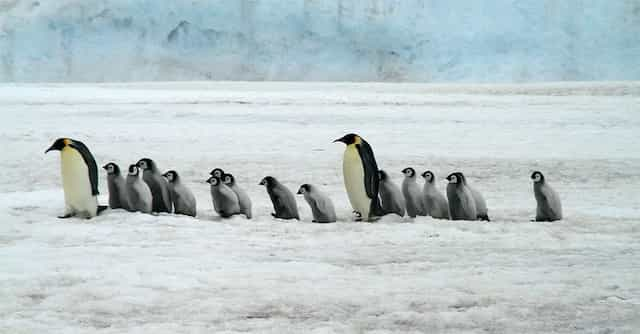 El Pingüino Emperador A Riesgo De Extinguirse A Finales De Siglo