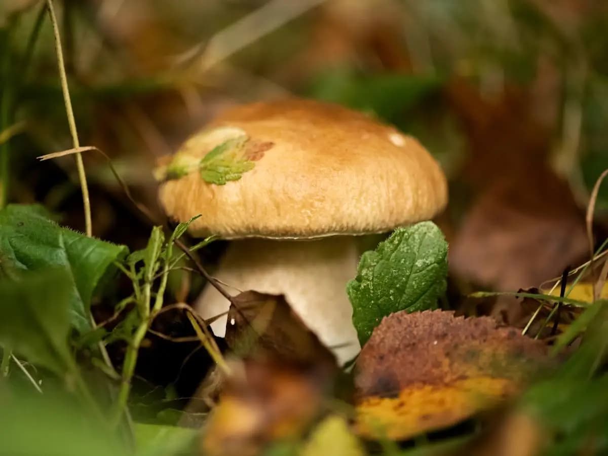 Quali sono i funghi più pregiati?