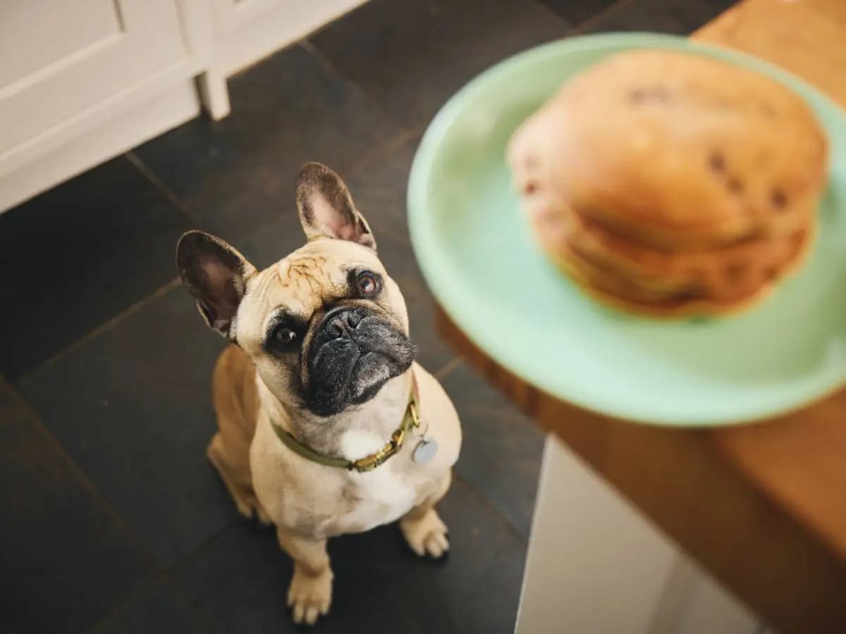 I cani possono mangiare il pane?