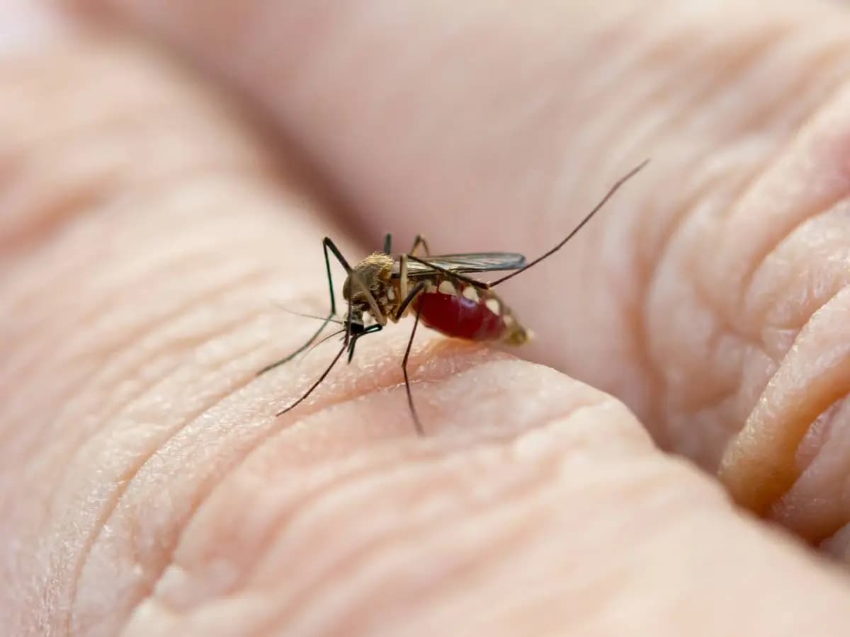 Malaria nel mondo, in Africa meno zone a rischio a causa del clima