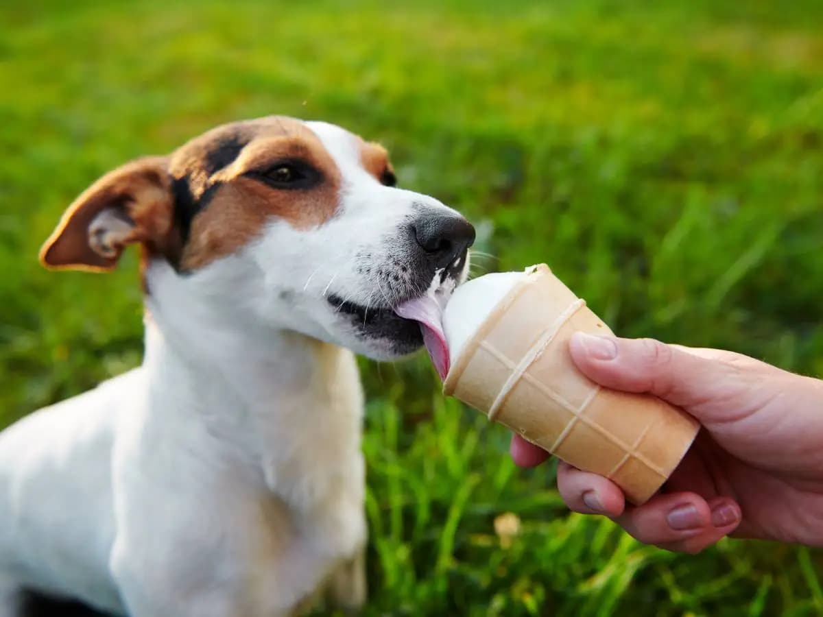 I cani possono mangiare il gelato