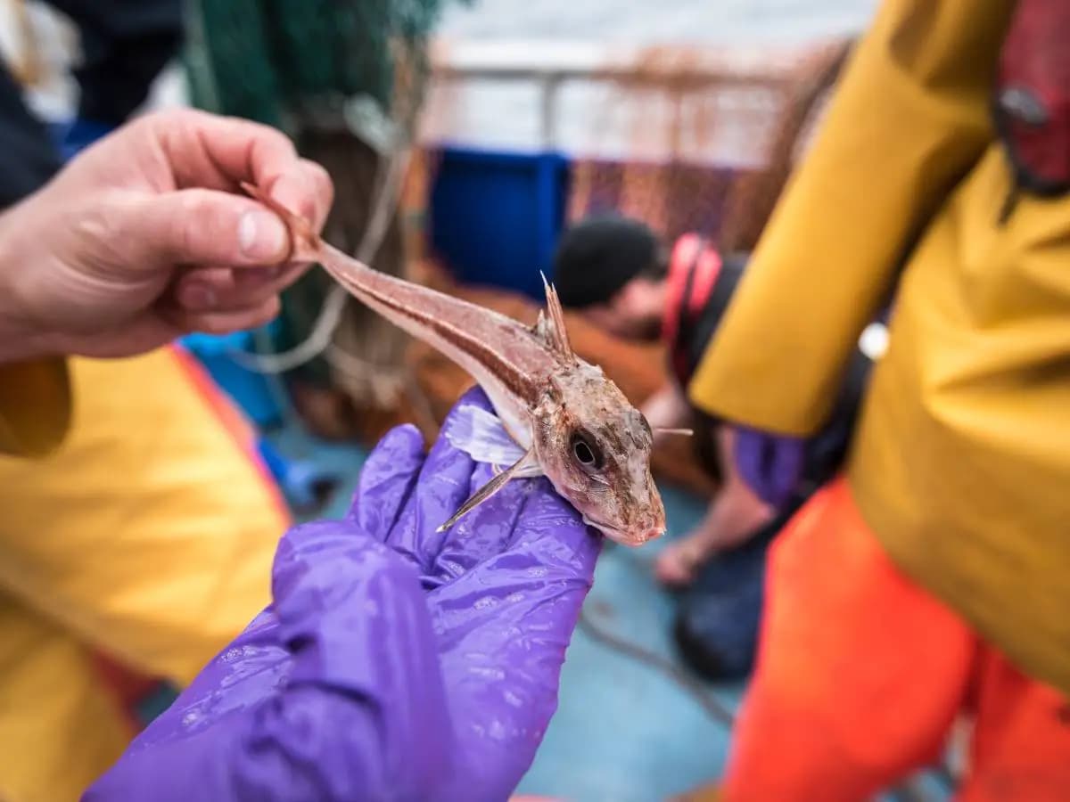 Pesce ragno, perché è un pericolo per la salute