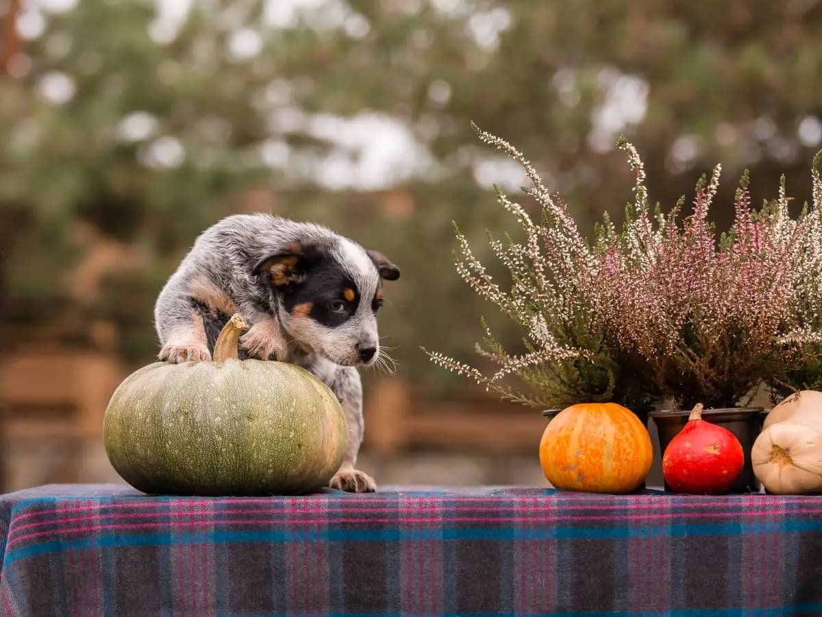 I cani possono mangiare il melone