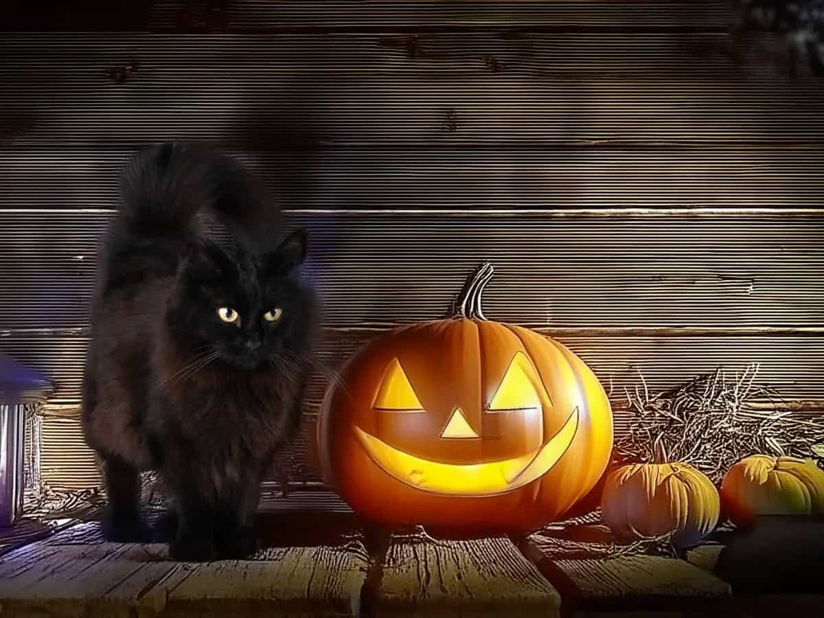 Quali sono gli animali simbolo di Halloween
