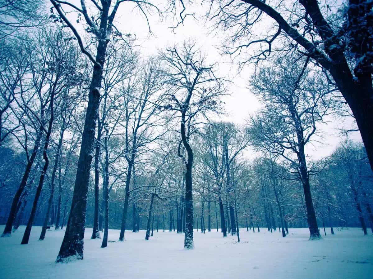 L’odore dell’inverno, la bellissima poesia di Anton Čechov