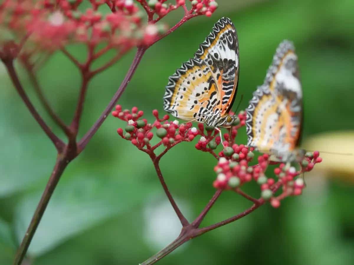 Farfalle, come funzionano le loro migrazioni